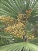 Saw Palmetto Extract